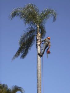 best reviewed palm tree removal Adelaide	